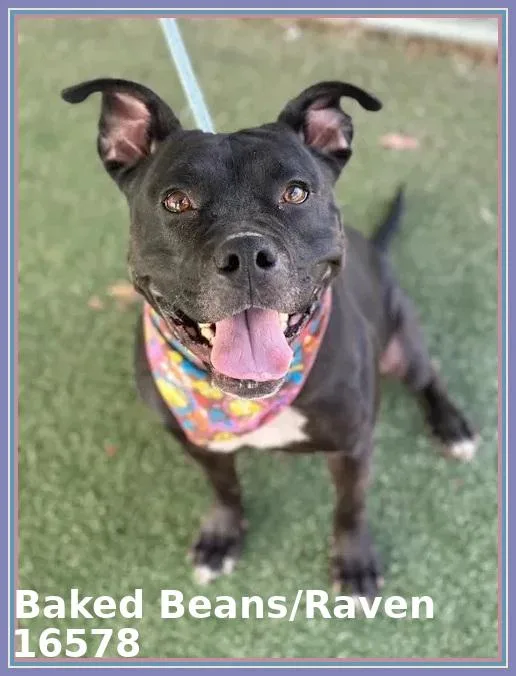 Baked Beansraven thumbnail 2