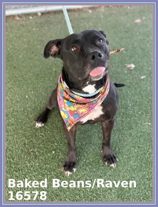 Baked Beansraven thumbnail 4