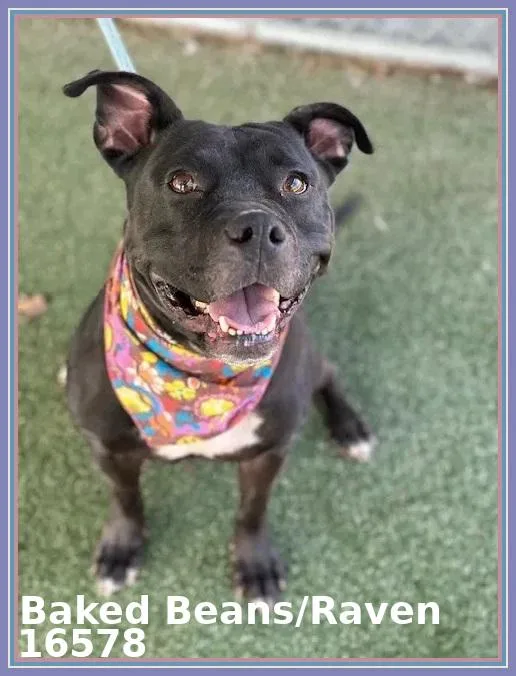 Baked Beansraven thumbnail 5