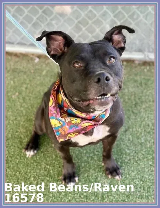 Baked Beansraven thumbnail 6