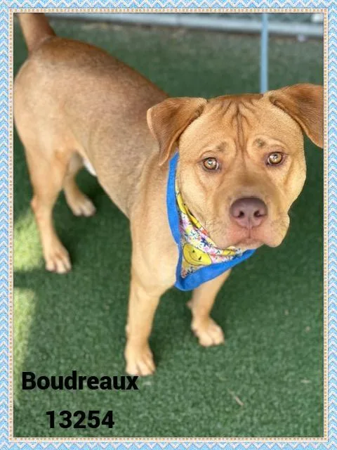 Boudreaux thumbnail 2