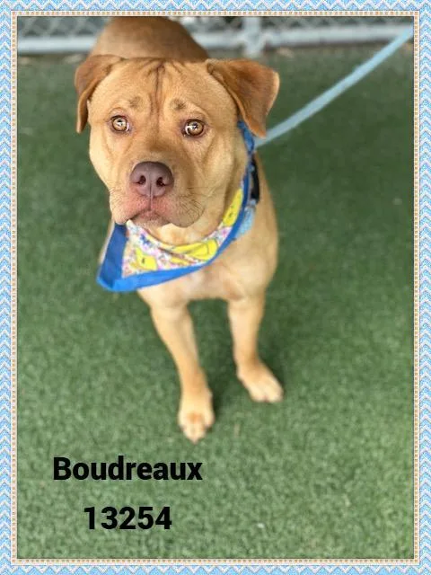 Boudreaux thumbnail 3