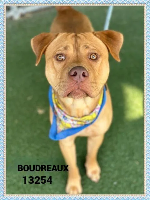 A young medium-sized male Yellow / Tan / Blond / Fawn Pit Bull Terrier dog named Boudreaux for adoption in Marietta, GA
