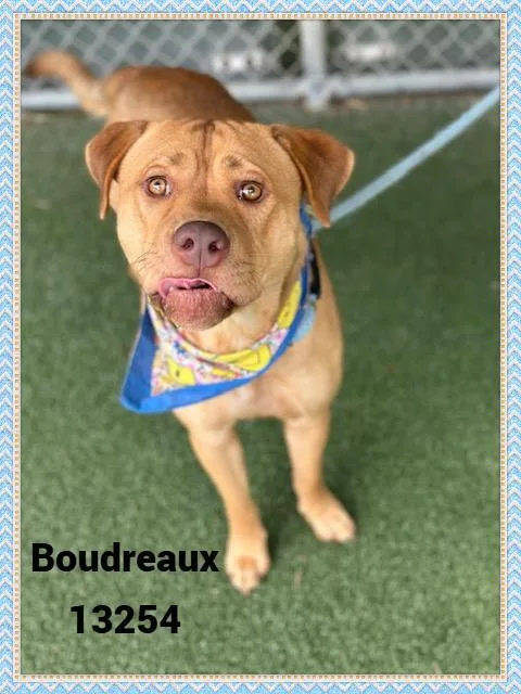 Boudreaux thumbnail 4
