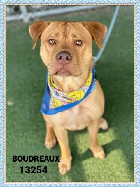 Boudreaux thumbnail 5