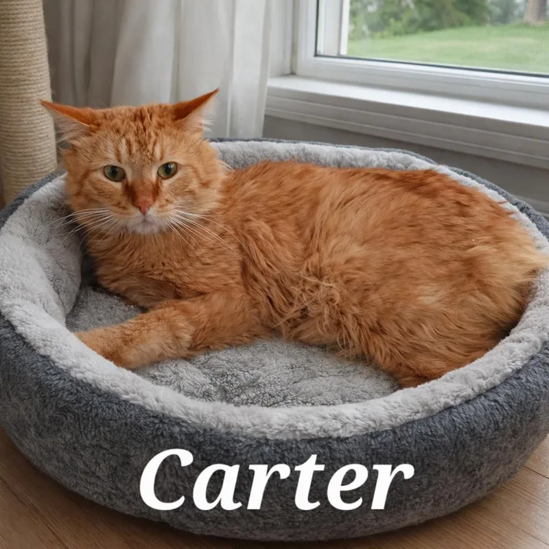 A young medium-sized male Black Tabby cat named Carter for adoption in Cranberry Township, PA