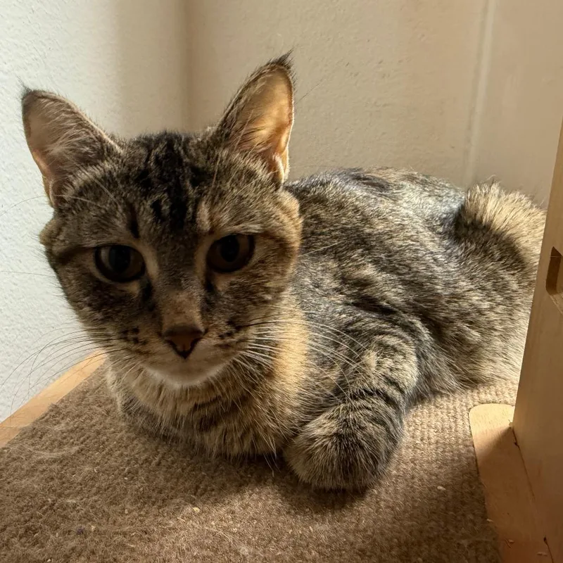 Chestnut thumbnail 2