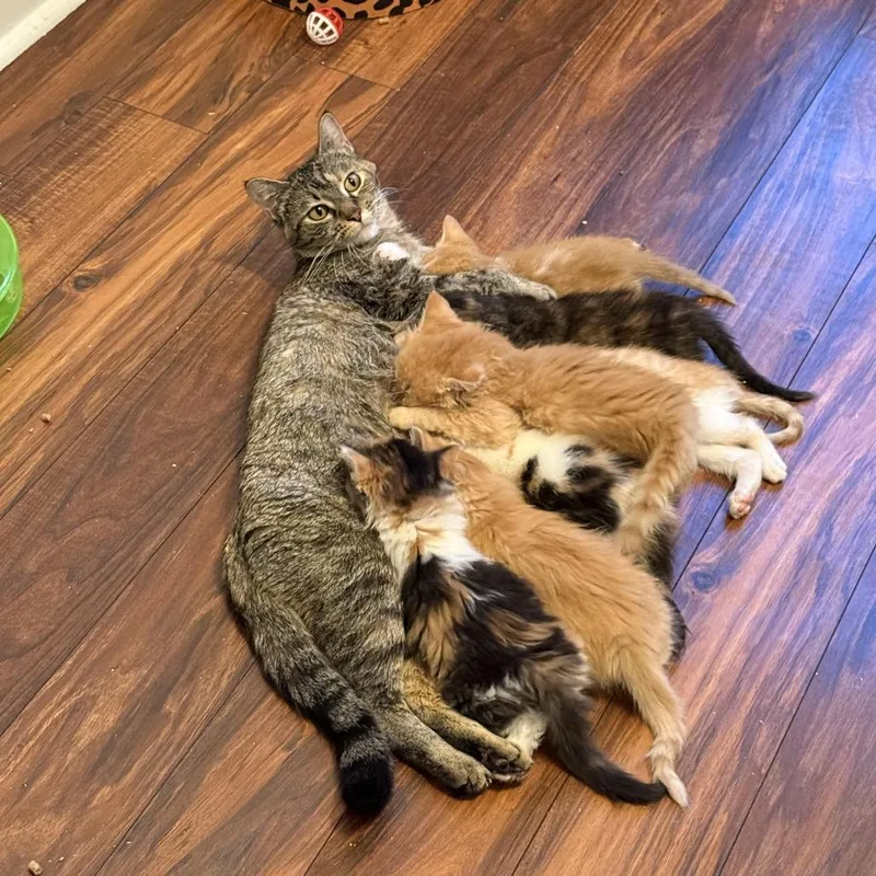 Chestnut thumbnail 3