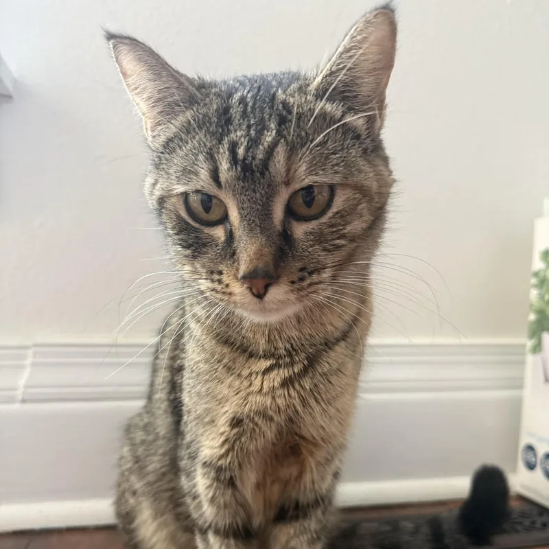 Chestnut thumbnail 4