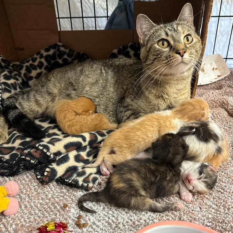 Chestnut thumbnail 5