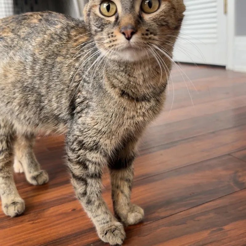 Chestnut thumbnail 6