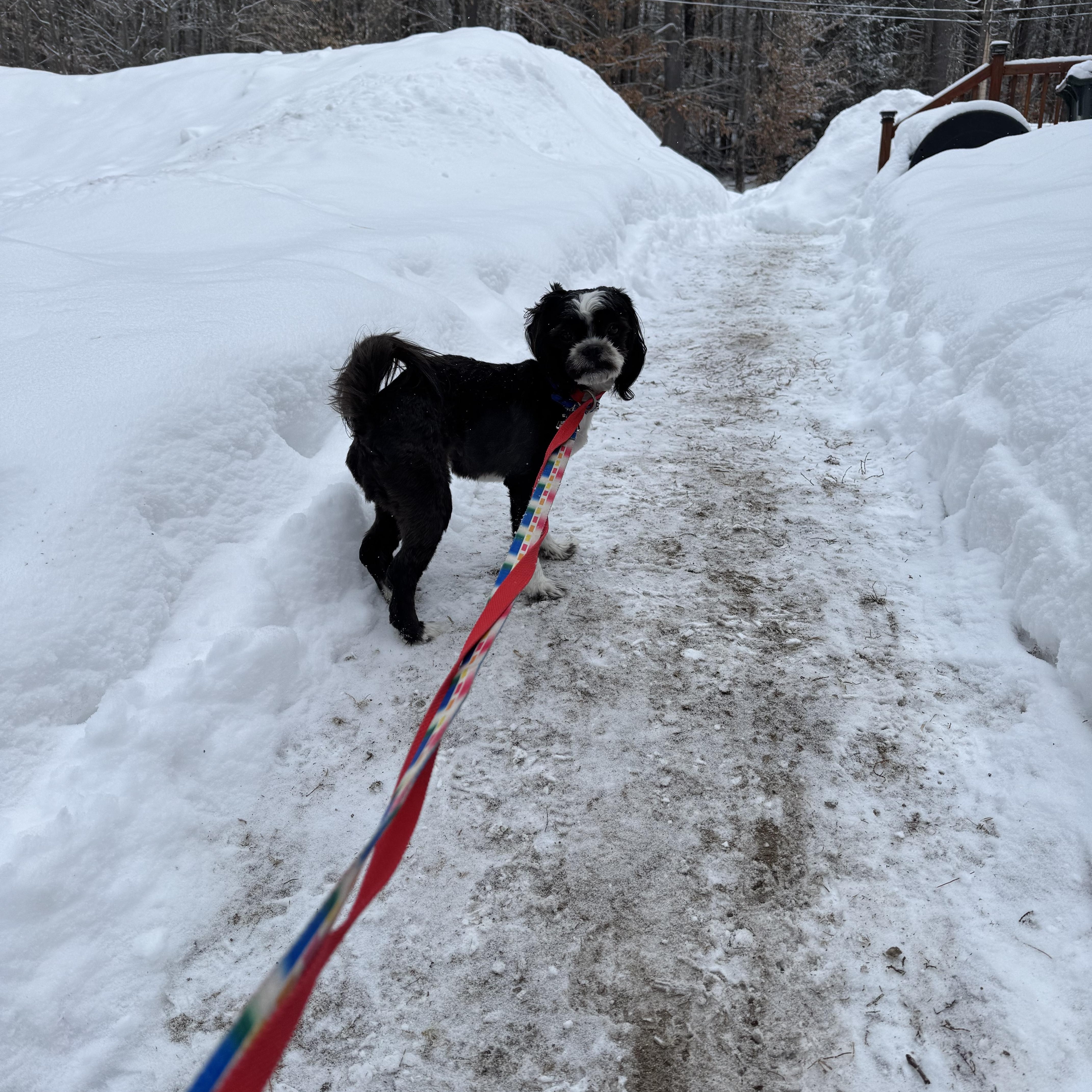 Fiona  "fifi" thumbnail 2