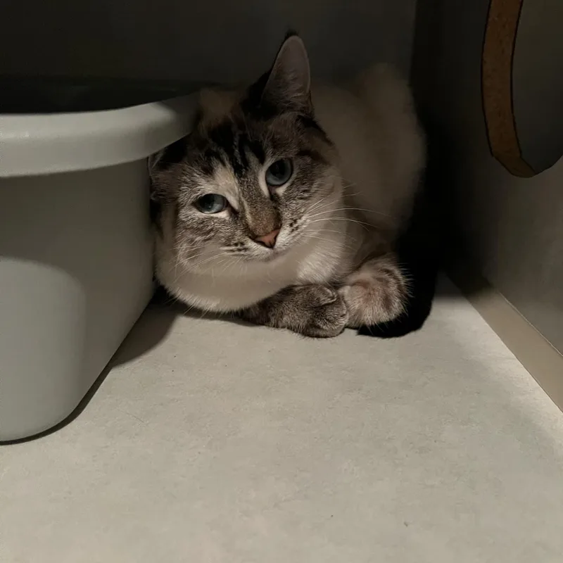 Precious And Mozzarella thumbnail 2