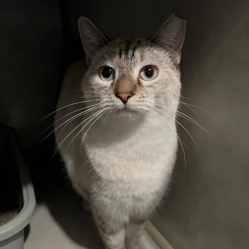 Precious And Mozzarella thumbnail 3