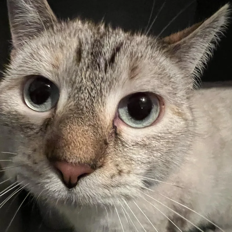 Precious And Mozzarella