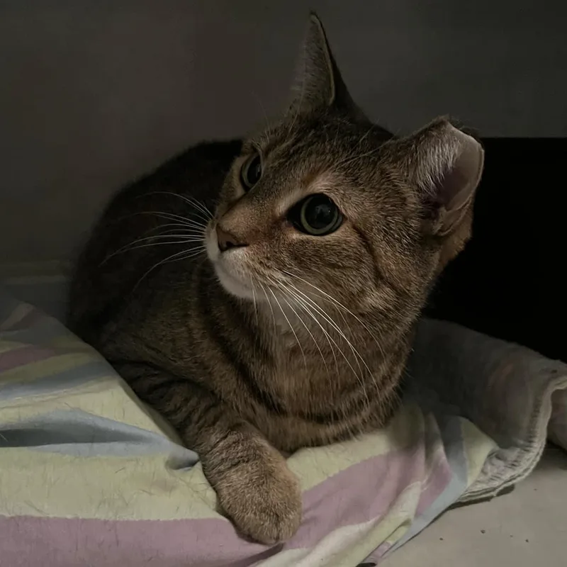 Puss In Boots thumbnail 2