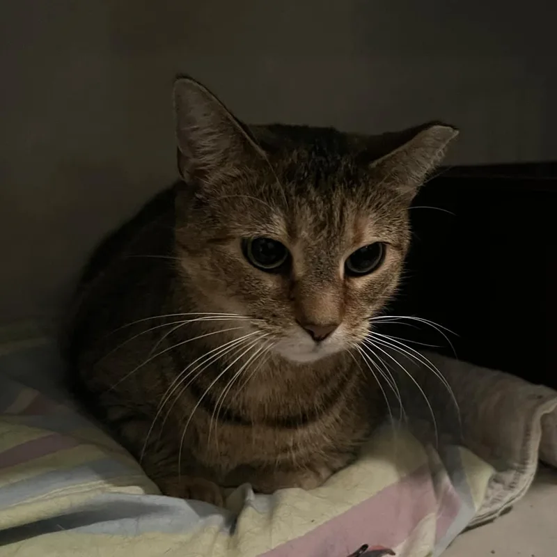 Puss In Boots thumbnail 3