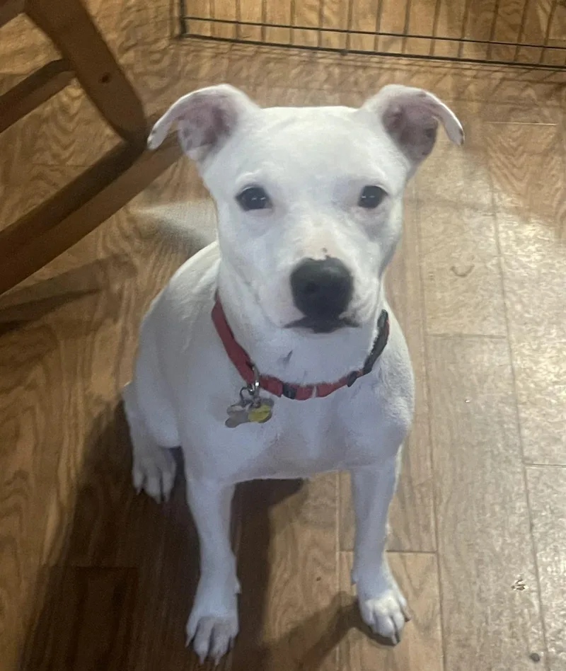 Cheyanne thumbnail 3