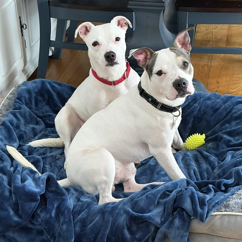 Cheyanne thumbnail 4