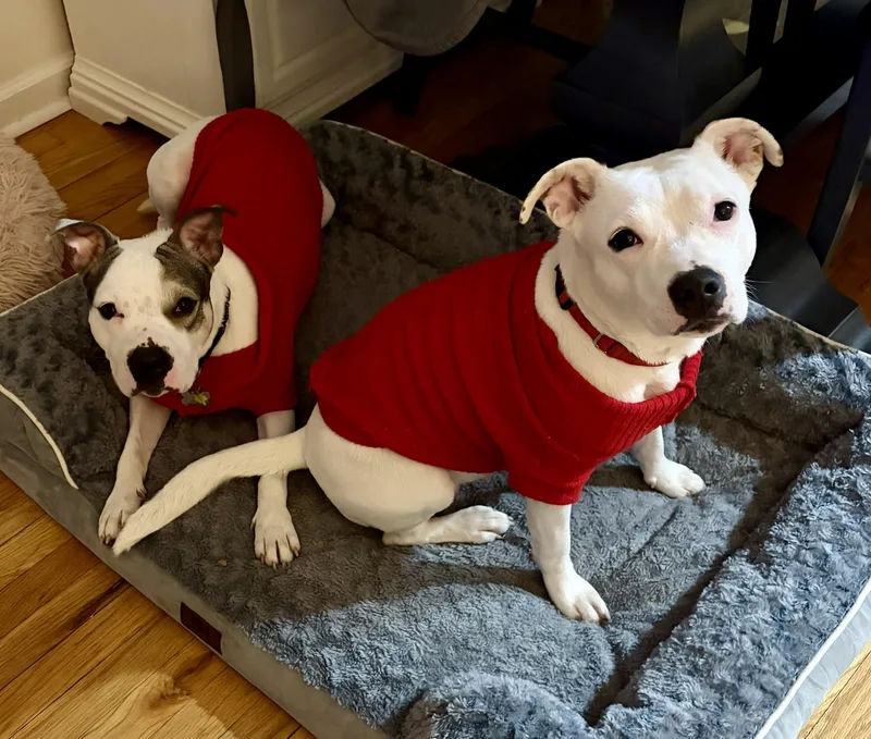 Cheyanne thumbnail 5