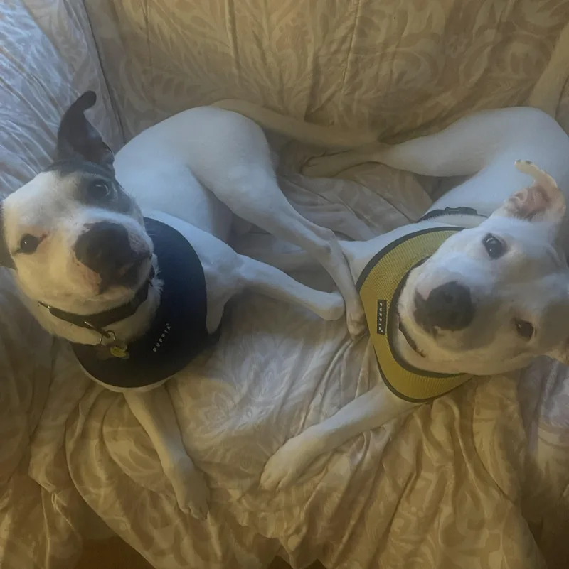 Cheyanne thumbnail 6