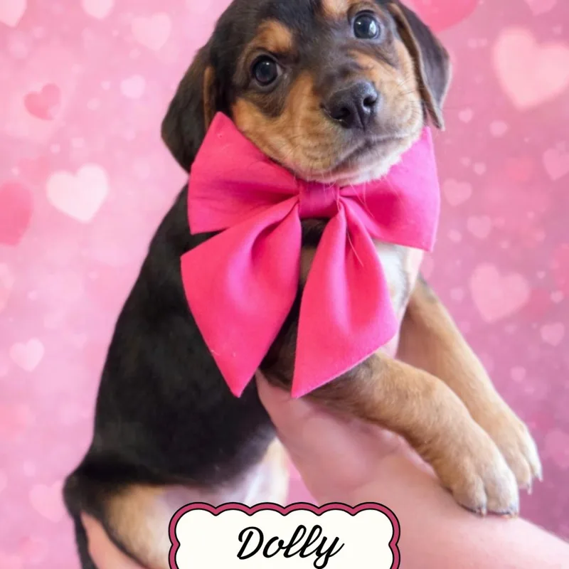 Dolly photo 1