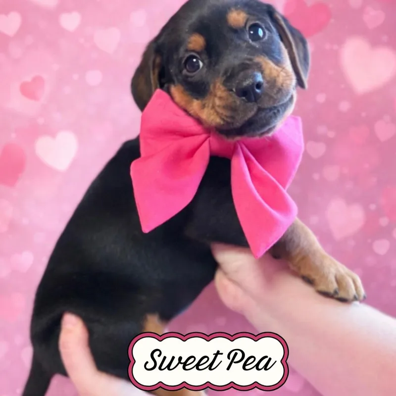 Sweet Pea thumbnail 2