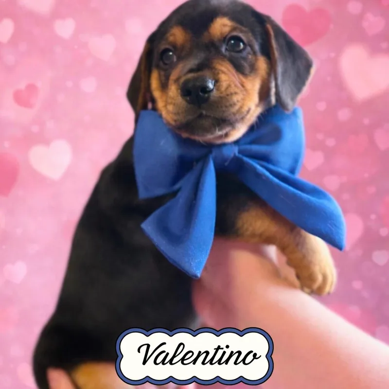 Valentino thumbnail 2