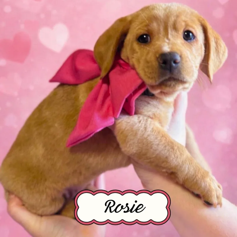 Rosie thumbnail 2
