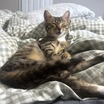 Harrington thumbnail 2