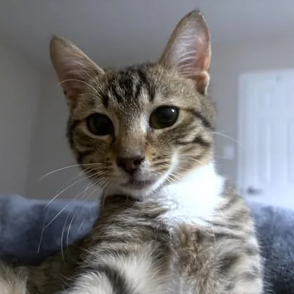 Harrington thumbnail 3