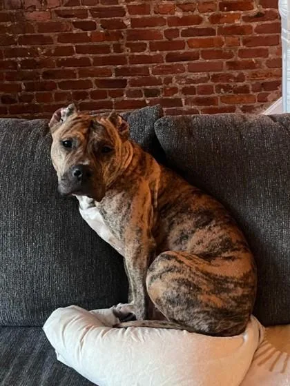 Zenyatta thumbnail 2