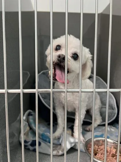 Betty Boop thumbnail 2