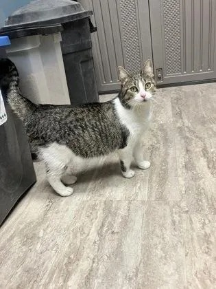 Clam Chowder thumbnail 2