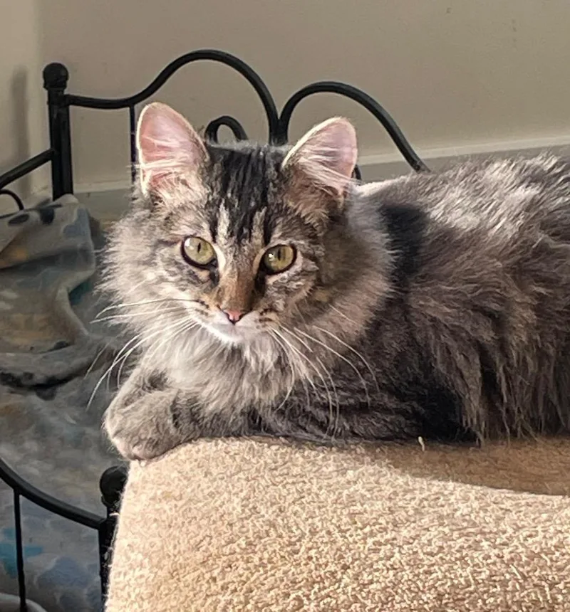 Peppermint thumbnail 2