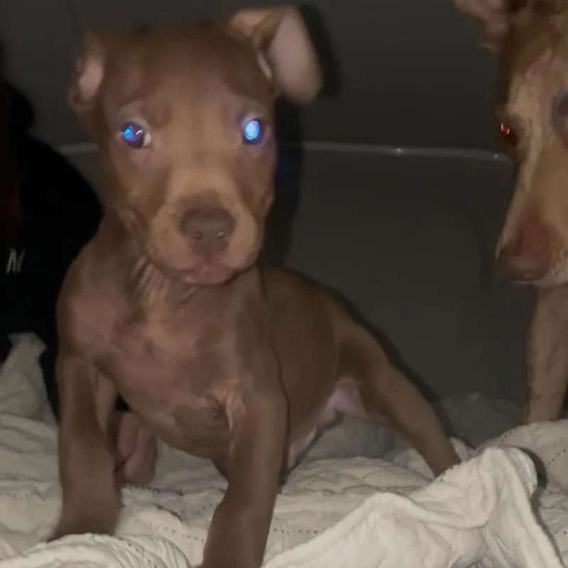 Rokka Pup thumbnail 3