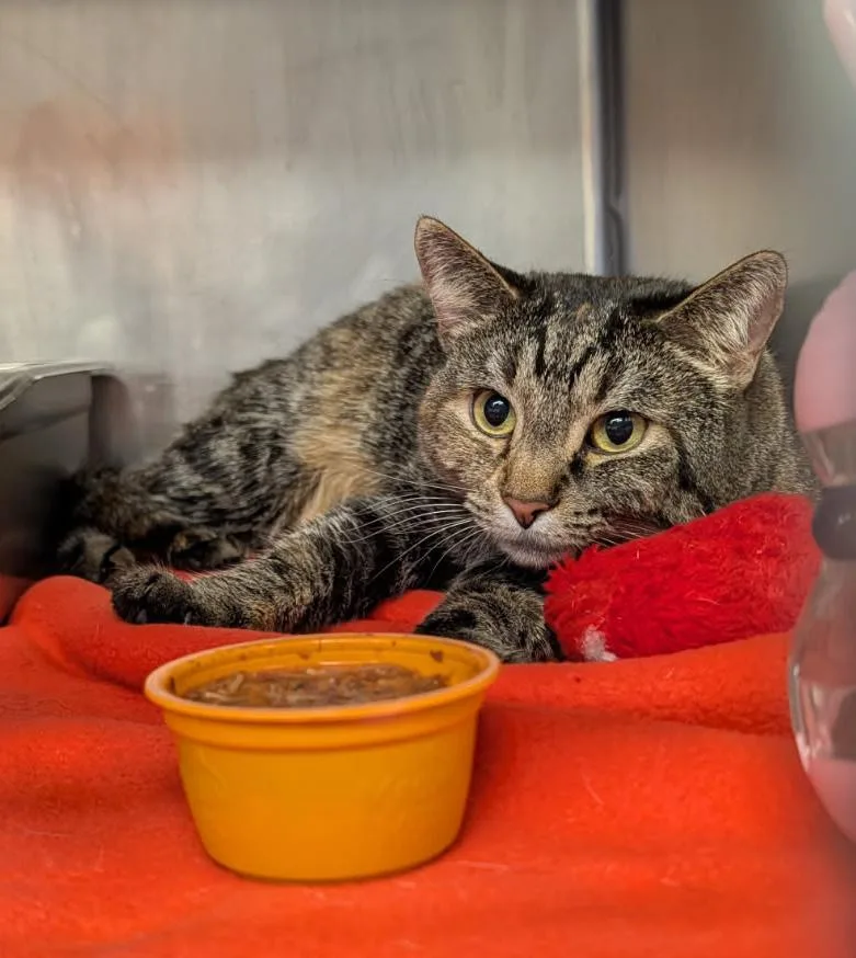 Taylor Aka Lily thumbnail 3