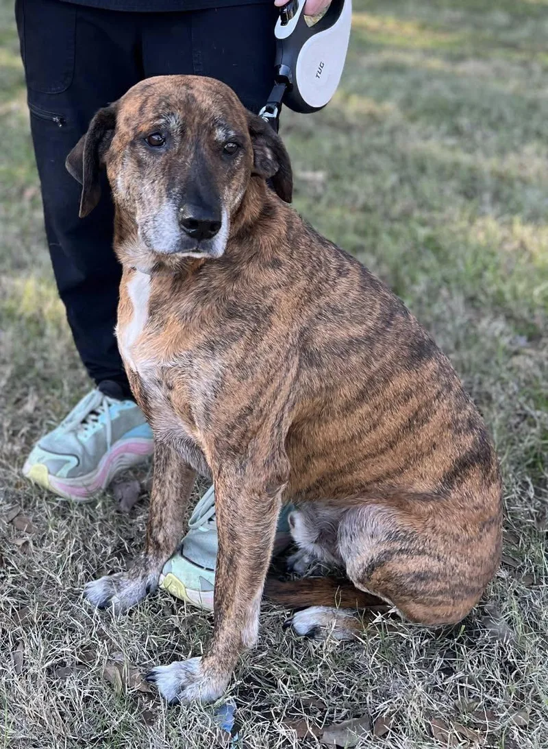 Tigger Como Texas thumbnail 2