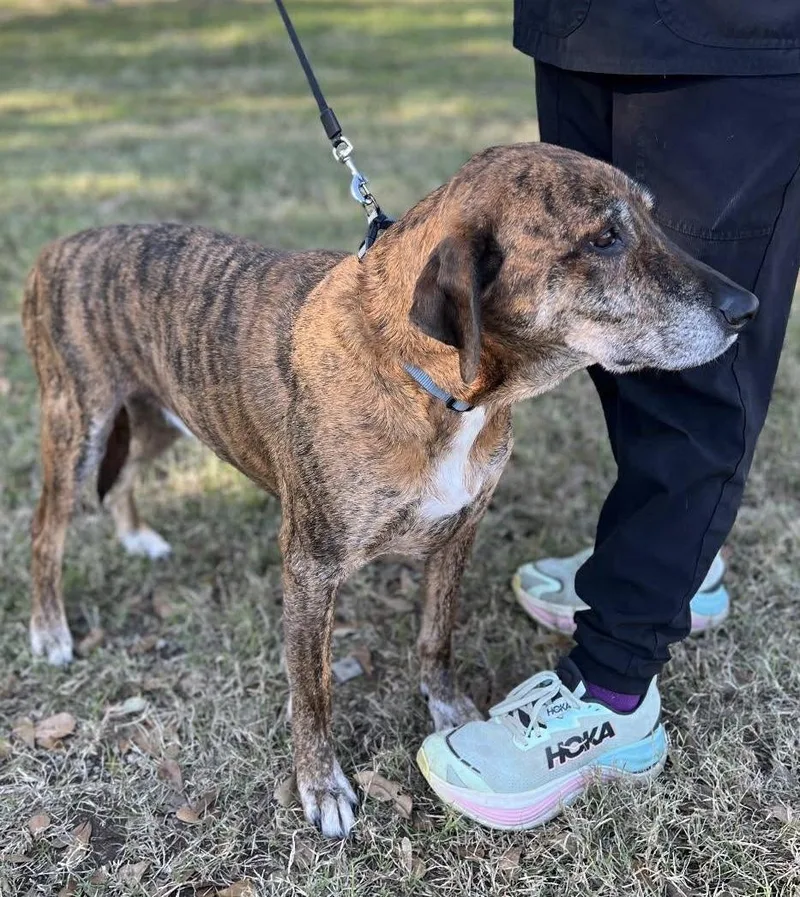 Tigger Como Texas thumbnail 3