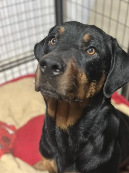 Commissioner thumbnail 2