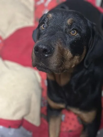 Commissioner thumbnail 3