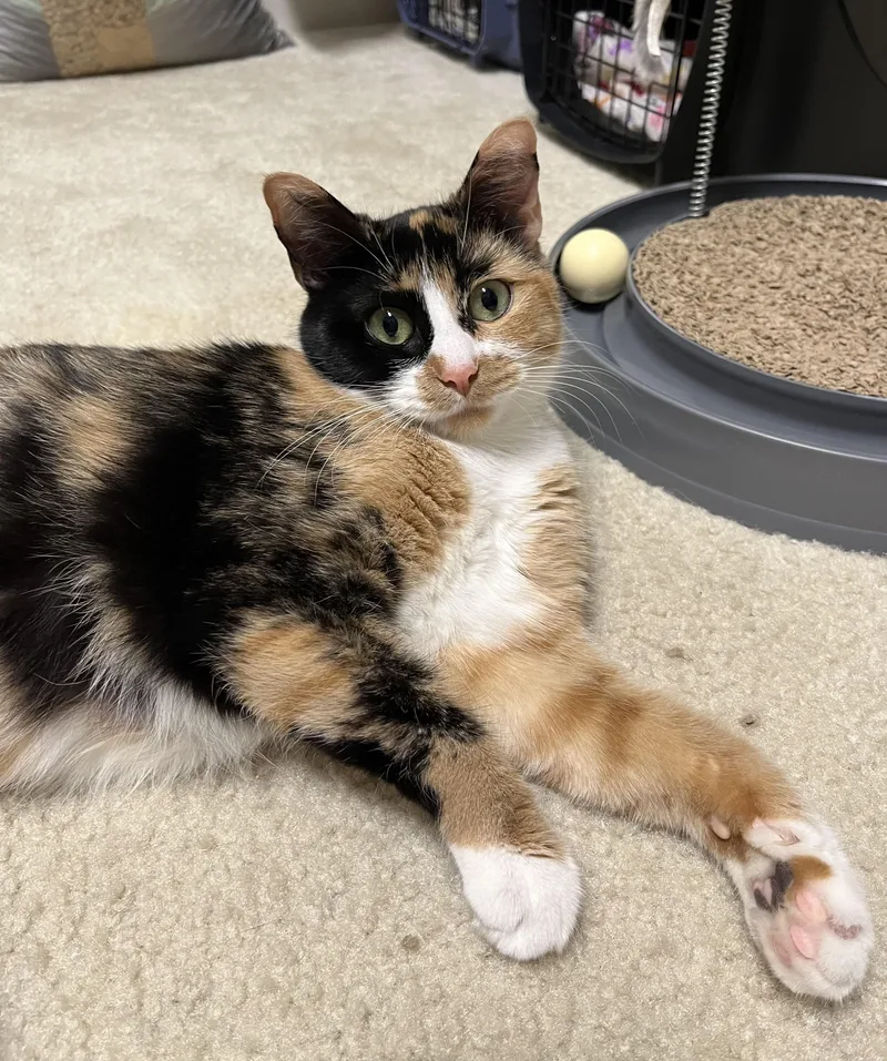 A young medium-sized female Calico Domestic Short Hair cat named Gemma for adoption in Greensboro, NC