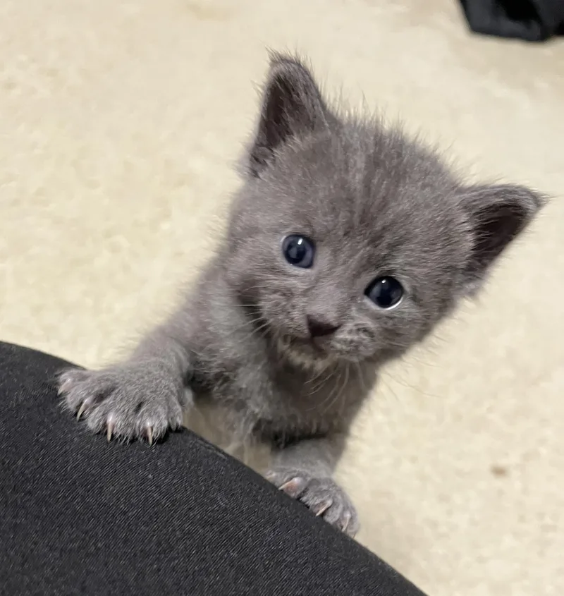 A young medium-sized male Gray / Blue / Silver Domestic Short Hair cat named Onyx for adoption in Greensboro, NC