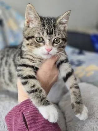 Peanut Butter thumbnail 2