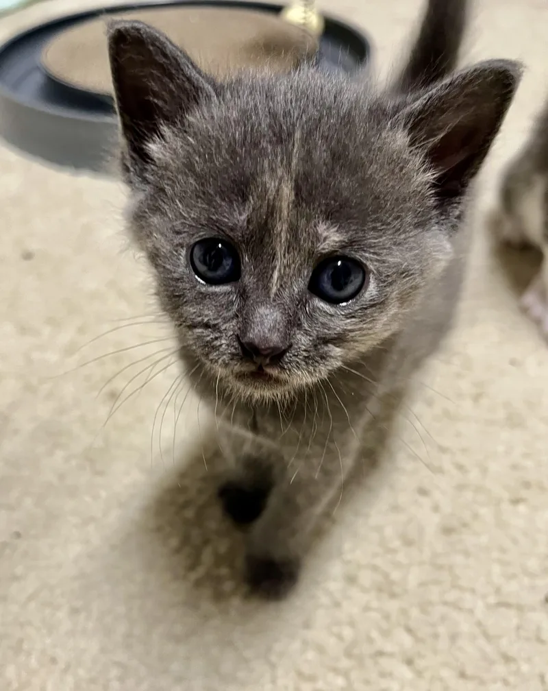 A young medium-sized female Dilute Tortoiseshell Domestic Short Hair cat named Ruby for adoption in Greensboro, NC