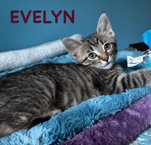Evelyn