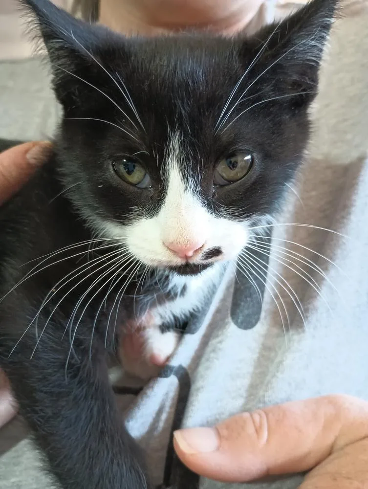 Macintosh thumbnail 2