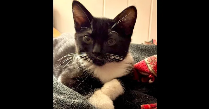 Macintosh thumbnail 3