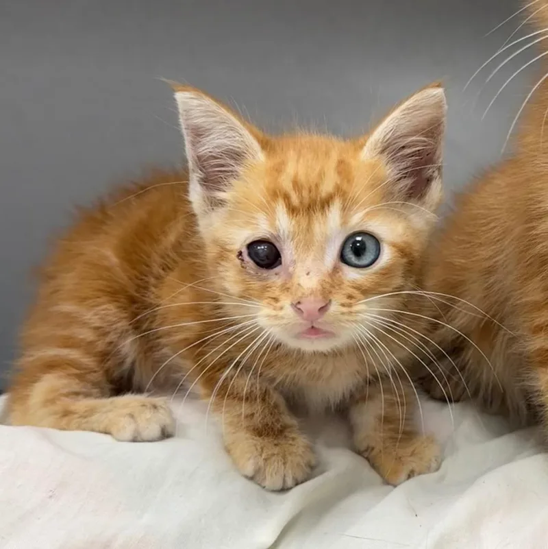 Pan Dulce thumbnail 3