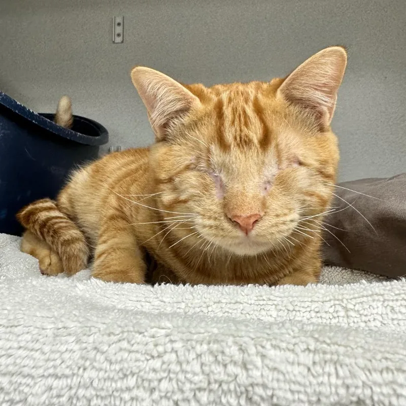 Pumpernickel thumbnail 2